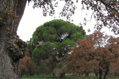 Άποψη-του-Δάσους-Στροφυλιάς_Αρχείο-ΦΔΥΚΣΚΚ