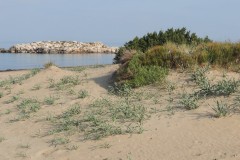 Αμμόλοφοι-στην-παραλία-Κουνουπελάκι_Φωτ.-Ελένη-Σωτηροπούλου