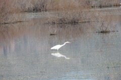 Αργυροτσικνιάς-Ardea-alba_Φωτ.Ε.Καραγιάννη