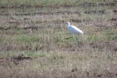 Γελαδάρης-Bubulcus-ibis_Φωτ.Ε.Σωτηροπούλου