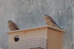 Ζευγάρι-Κιρκινεζιών-Falco-naumanni-σε-τεχνητή-φωλιά-του-ΦΔΥΚΣΚΚ-στα-Λεχαινά_Αρχείο-ΦΔΥΚΣΚΚ
