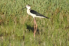 Καλαμοκανάς-Himantopus-himantopus_Φωτ.Ε.Σωτηροπούλου
