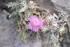 Κενταύρια-του-Nieder-Centaurea-niederi_Αρχείο-ΦΔΥΚΣΚΚ