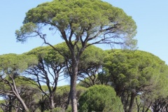 Κουκουναριά (Pinus pinea)_Αρχείο ΦΔΥΚΣ&ΚΚ