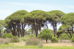 Κουκουναριές-Pinus-pinea-στο-Δάσος-Στροφυλιάς_Φωτ.Α.Αναγνωστοπούλου