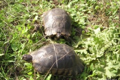 Κρασπεδωτή χελώνα (Testudo marginata)_Αρχείο ΦΔΥΚΣ&ΚΚ