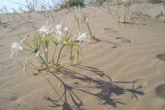 Κρινάκι-της-Άμμου-Pancratium-maritimum_Φωτ.-Βασιλική-Ορφανού