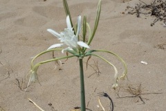 Κρινάκι της άμμου (Pancratium maritimum)_Αρχείο ΦΔΥΚΣ&ΚΚ