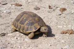 Μεσογειακή-χελώνα-Testudo-hermanni_Αρχείο-ΦΔΥΚΣΚΚ