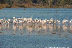 Σμήνος-από-Φοινικόπτερα-Phoenicopterus-roseus_Φωτ.Α..Αναγνωστοπούλου