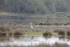 Σταχτοτσικνιάς-Ardea-cinerea-σε-υγρά-λιβάδια_Φωτ.Ε.Καραγιάννη