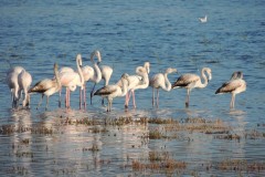 Φοινικόπτερα-Phoenicopterus-roseus_Φωτ.-Αλεξάνδρα-Αναγνωστοπούλου