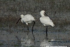 Χουλιαρομύτες-Platalea-leucorodia-στη-λθ-Πρόκοπος_Φωτ.-Ευαγγελία-Καραγιάννη